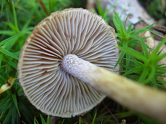 La Flora fungina negli aspetti microclimatici subtropicali